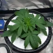 Gorilla Cookies  FF 2