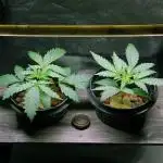 Gorilla Cookies FF 1