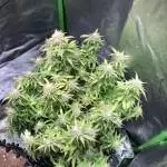 Cheese harvest 