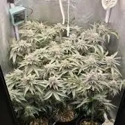 Wrank R2 microgrower's pheno-hunting