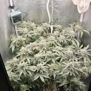 Wrank R2 microgrower's pheno-hunting