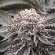 Wrank R2 microgrower's pheno-hunting