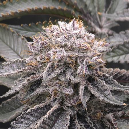 Wrank R2 microgrower's pheno-hunting