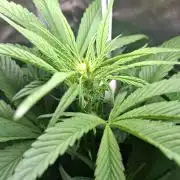 (Sommer Keller) Guava Runz Auto