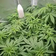 Runtz in Low cost setup