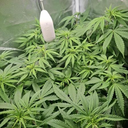 Runtz in Low cost setup