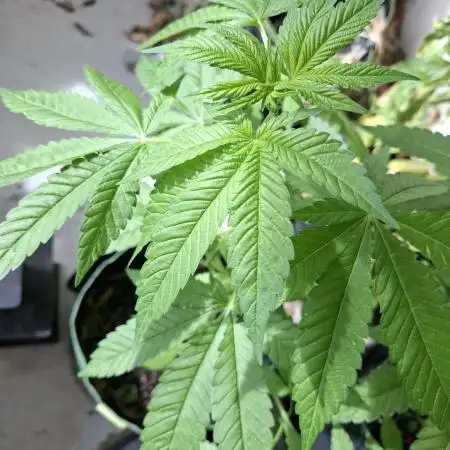 Jack Herer Balkon