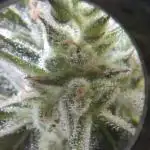 CBD Crack / 1:1 Fastbuds