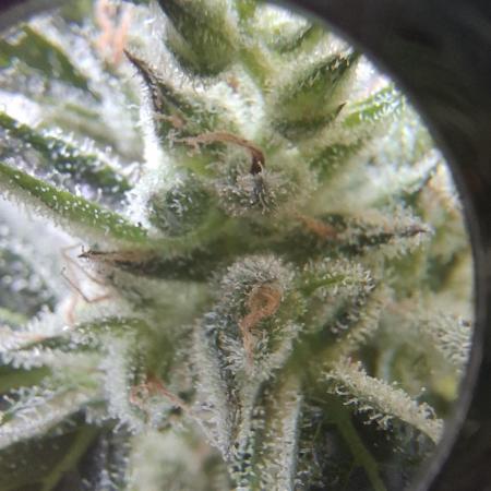 CBD Crack / 1:1 Fastbuds