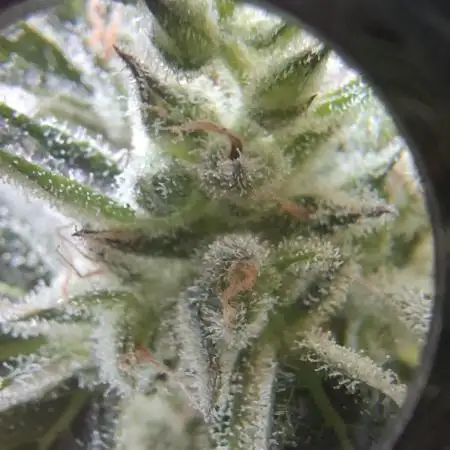 CBD Crack / 1:1 Fastbuds