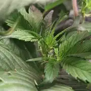 (Sommer Keller) Guava Runz Auto