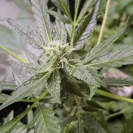 CBD Crack / 1:1 Fastbuds