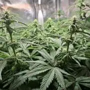 Runtz in Low cost setup