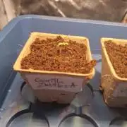 Balkon Grow 2026 (FastBuds)