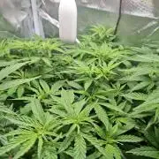 Runtz in Low cost setup