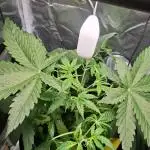 Runtz in Low cost setup