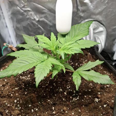 (Sommer Keller) Guava Runz Auto