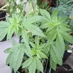 Jack Herer Balkon