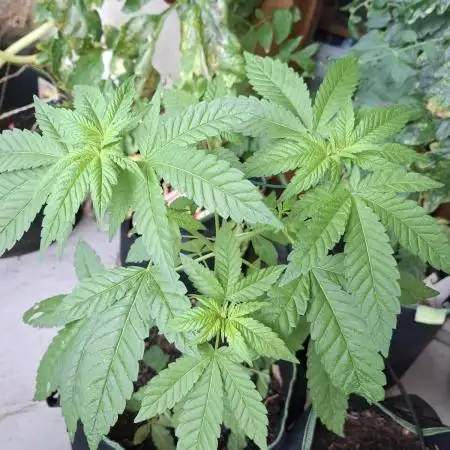 Jack Herer Balkon