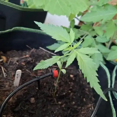 CBD Crack / 1:1 Fastbuds