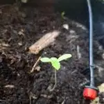 Jack Herer Balkon