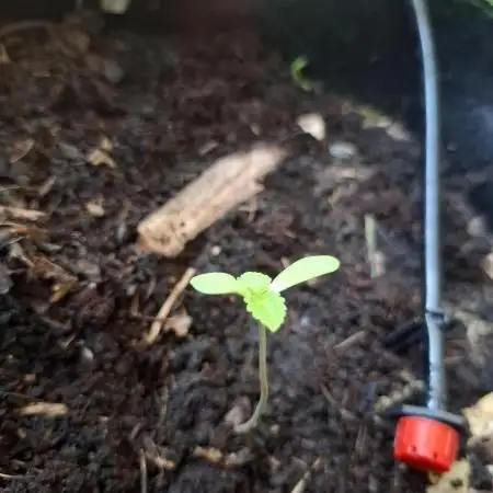 Jack Herer Balkon