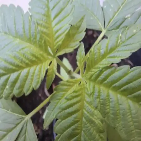 Jack Herer Balkon