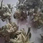 CBD Crack / 1:1 Fastbuds