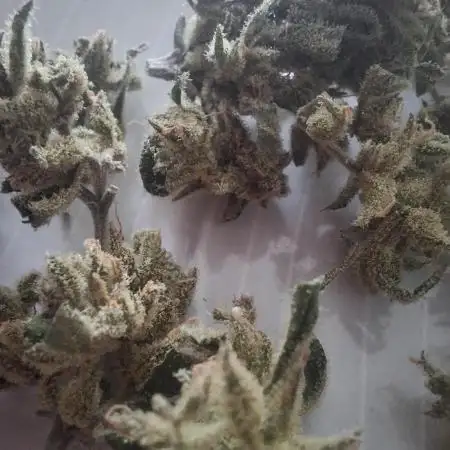 CBD Crack / 1:1 Fastbuds