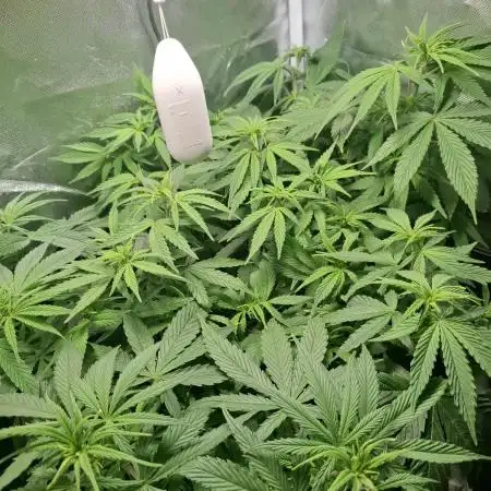 Runtz in Low cost setup