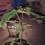 Jack Herer Balkon