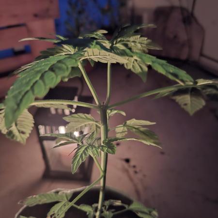 Jack Herer Balkon