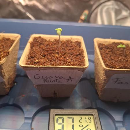 (Sommer Keller) Guava Runz Auto
