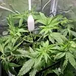 Runtz in Low cost setup