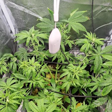 Runtz in Low cost setup