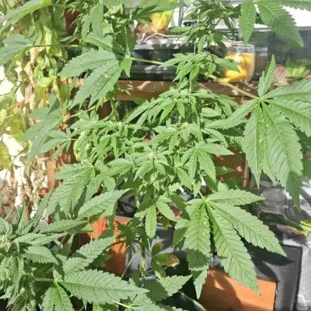 Jack Herer Balkon