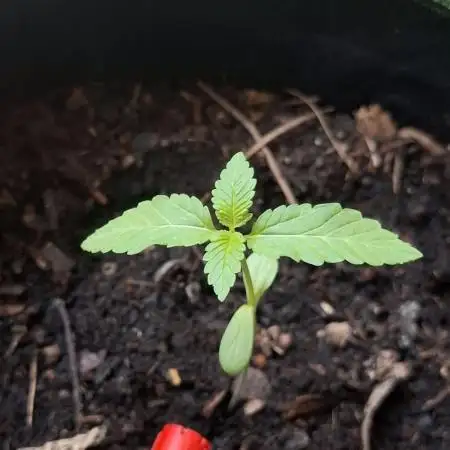 Jack Herer Balkon
