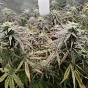 Runtz in Low cost setup