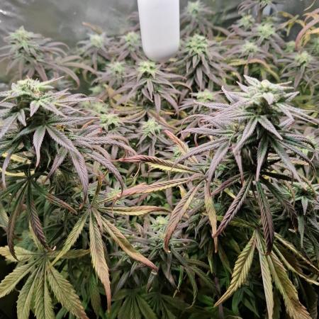 Runtz in Low cost setup