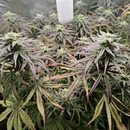 Runtz in Low cost setup