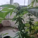Jack Herer Balkon