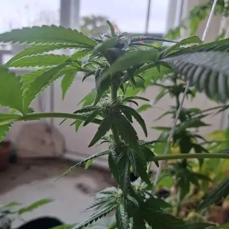 Jack Herer Balkon