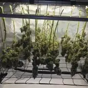 Project: Tropical Punch Run