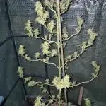 Aloha orange widdow - Pua Mana 'Ohana