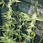 Maui skunk dawg