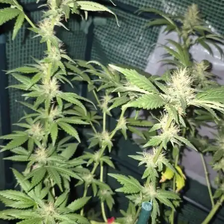 Maui skunk dawg