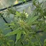 Maui skunk dawg
