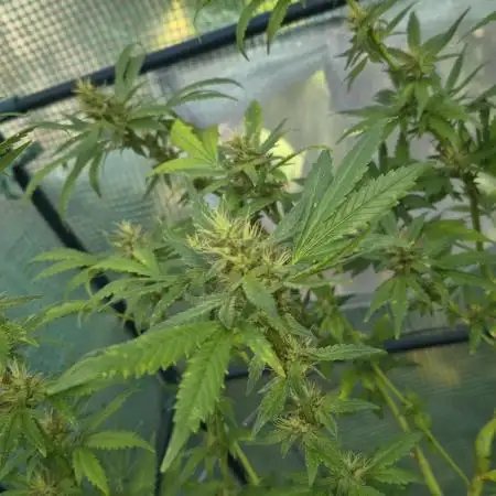 Maui skunk dawg