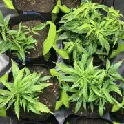 Elufah UAP photo 3rd place LED recipient