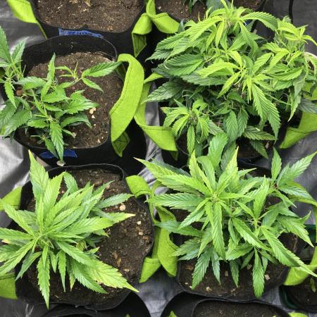 Elufah UAP photo 3rd place LED recipient